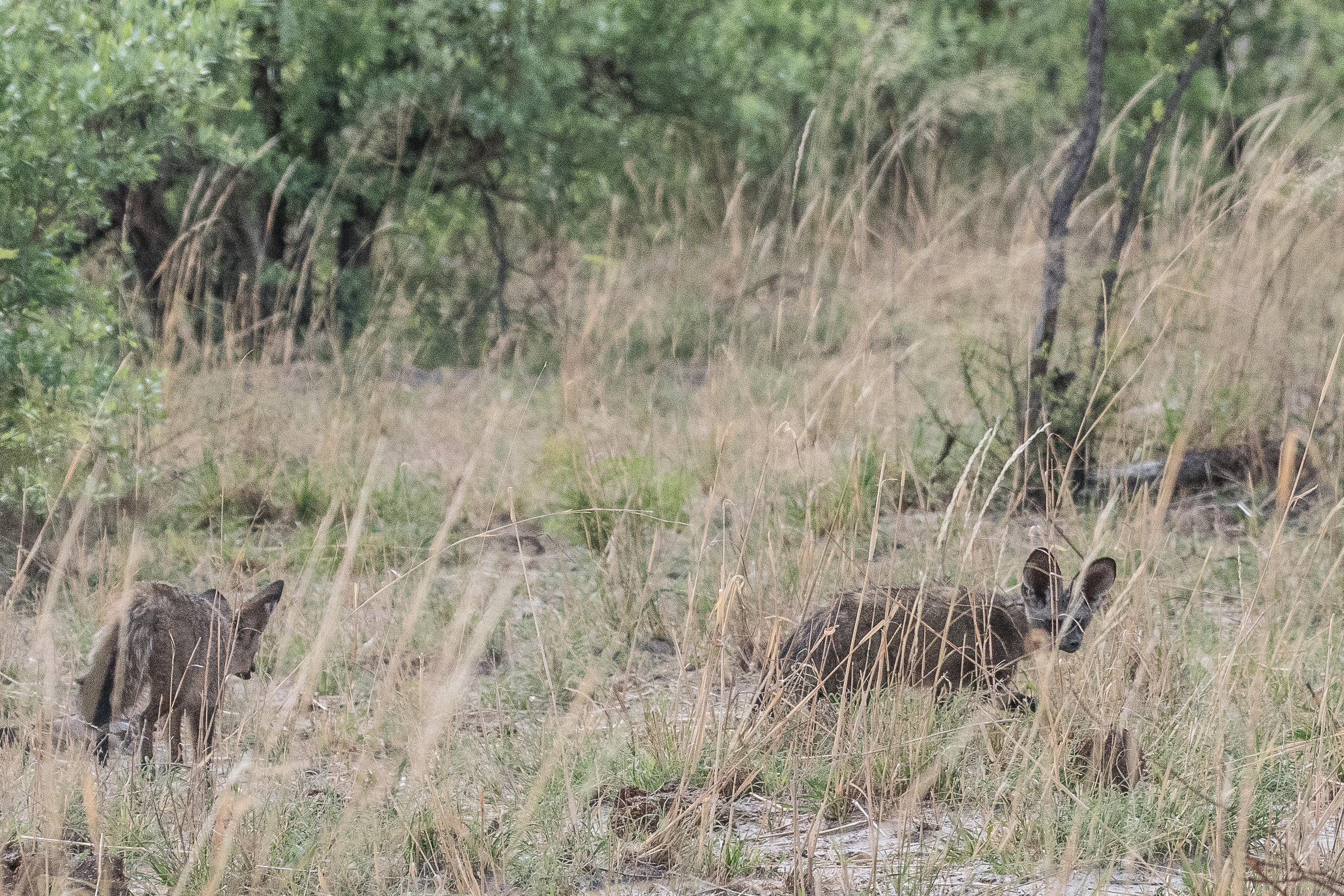 Otocyons ou Renards à oreilles de Chauve souris, ou Chien oreillard (Bat-eared fox, Otocyon megalotis), Kwando reserve, Delta de l'Okavango, Botswana.